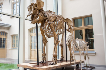 Szkielet w Muzeum Przyrodniczym UŁ