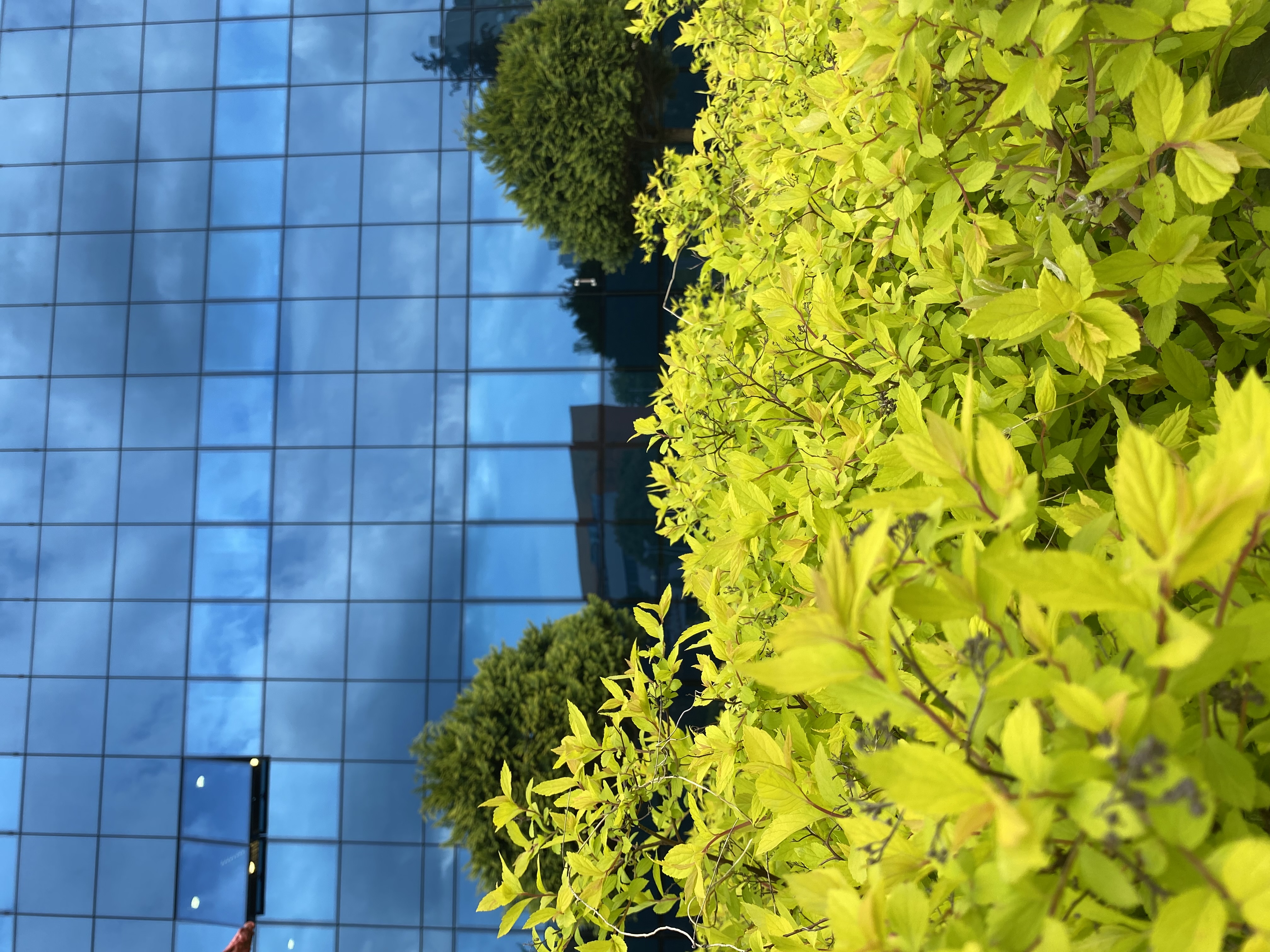 W tle fasada BUŁ, na pierwszym planie rośliny.