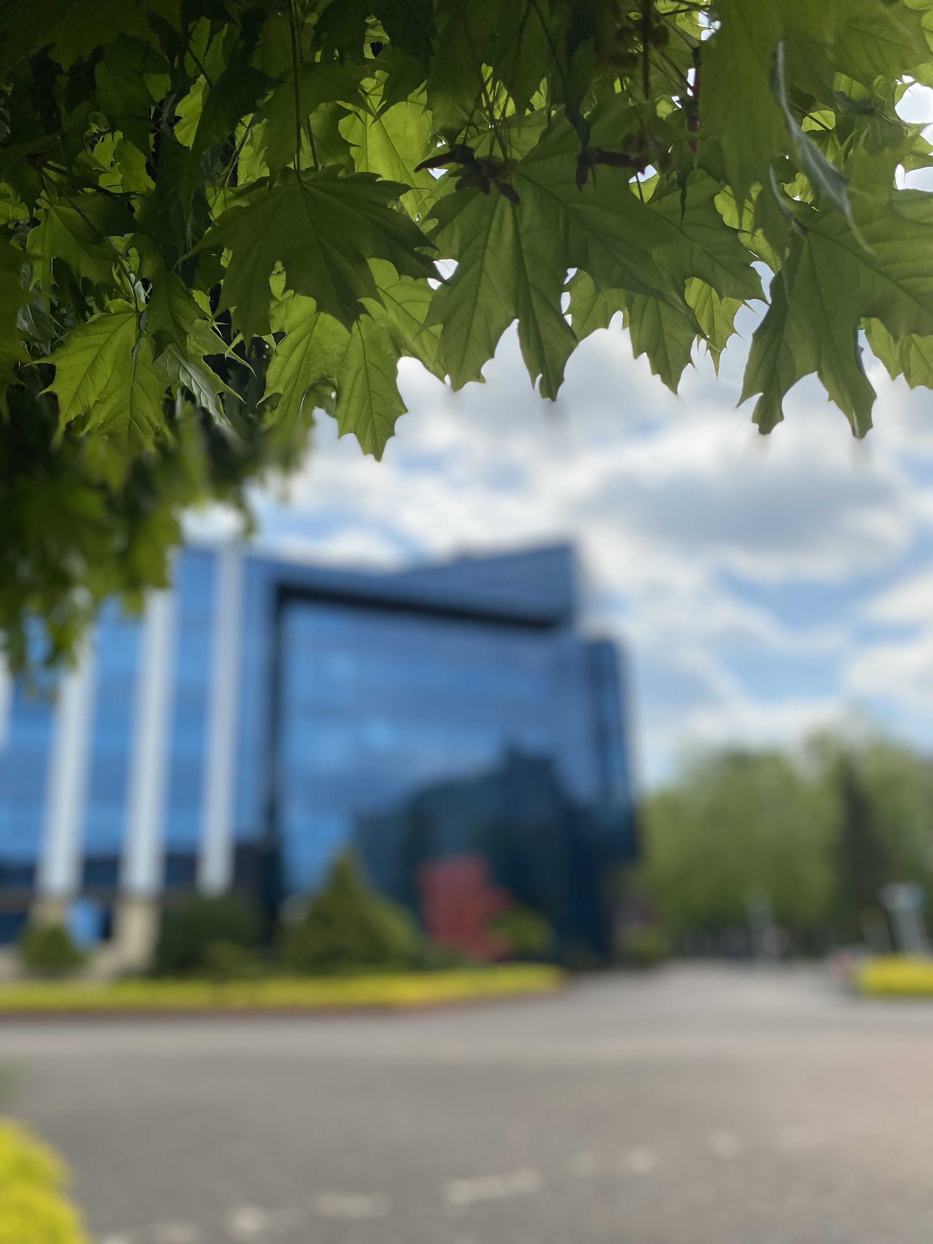 Zielone liście, w tle budynek Biblioteki UŁ.