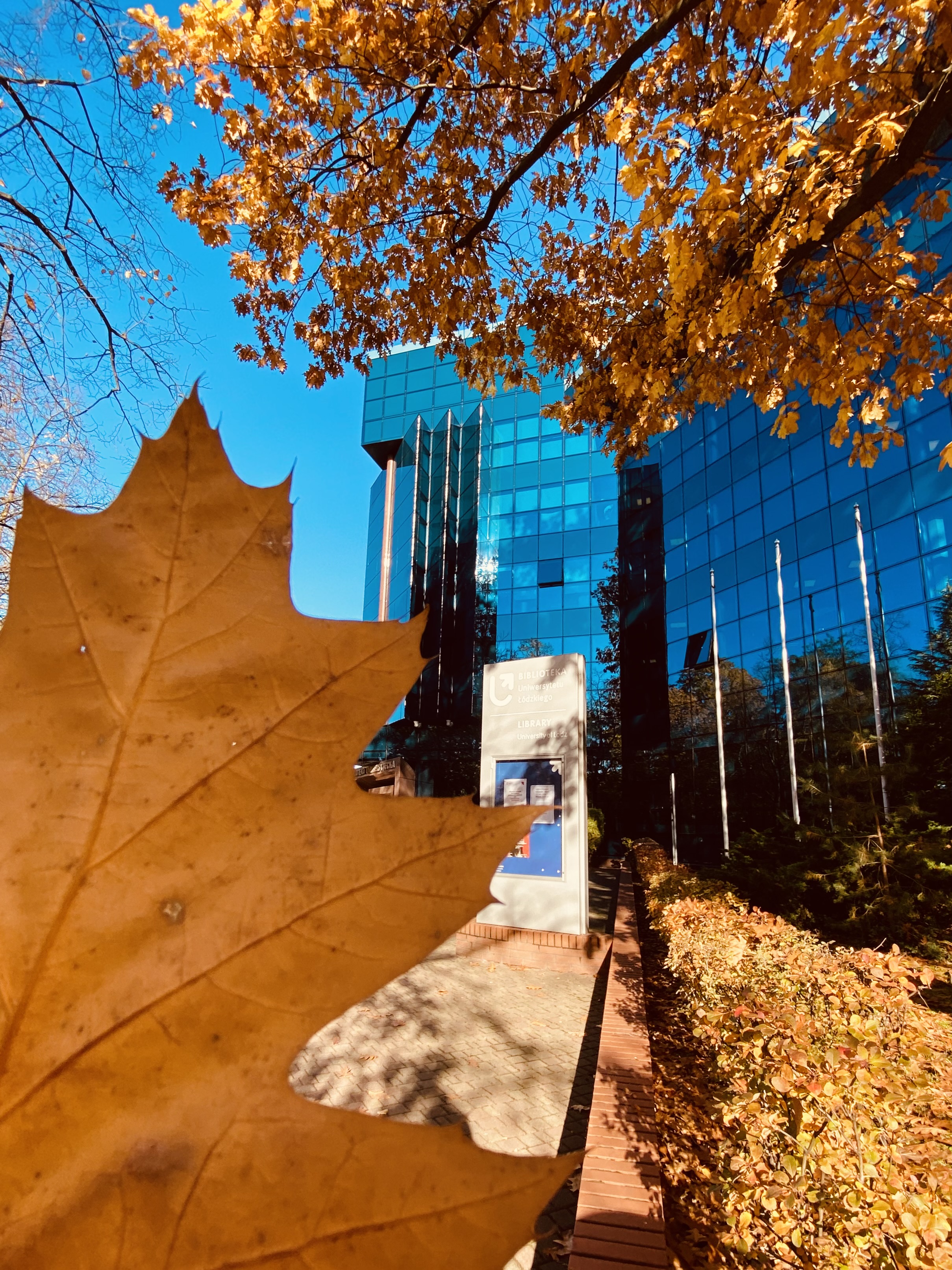 Na pierwszym planie pomarańczowy liść, w tle budynek Biblioteki UŁ.