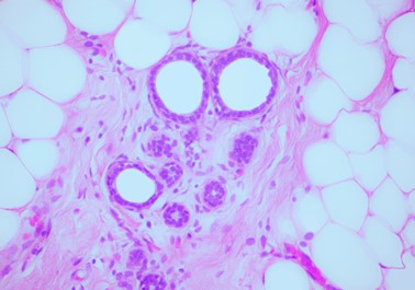 microscopic photography