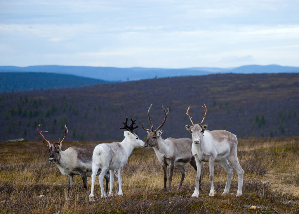 Renifery w naturalnym środowisku