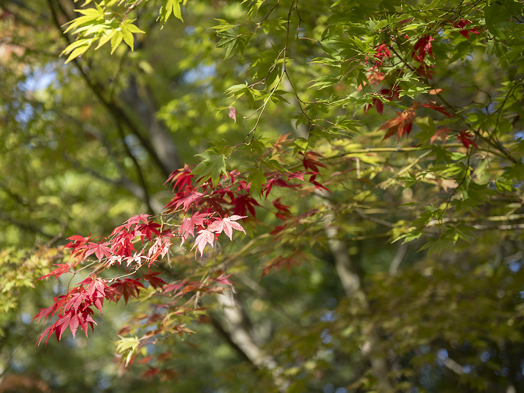 Przyroda jesienią w Arboretum w Rogowie