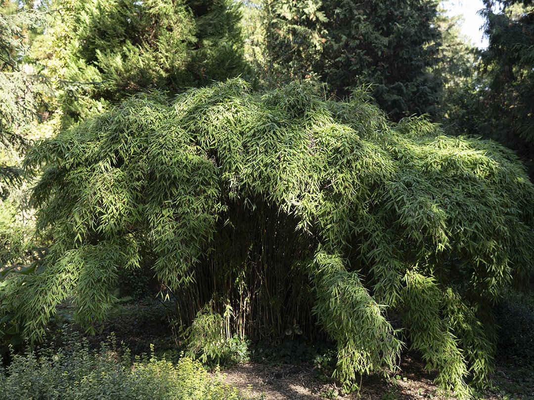 Przyroda jesienią w Arboretum w Rogowie