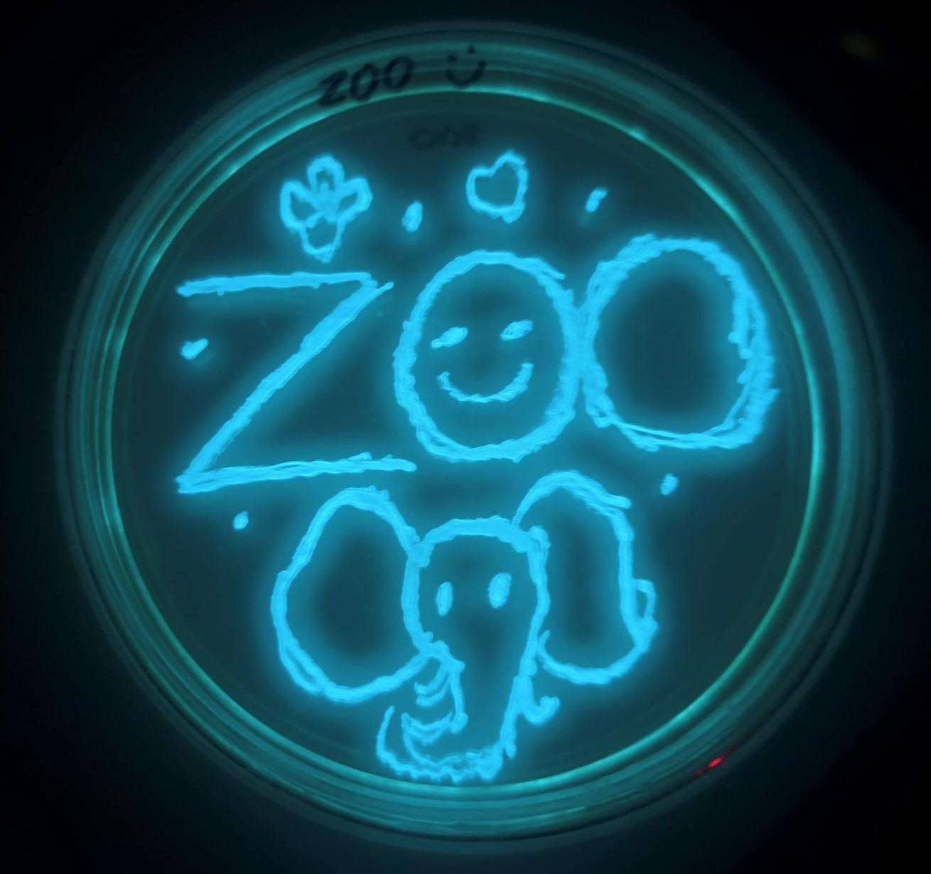 probka laboratryjna z napisem zoo