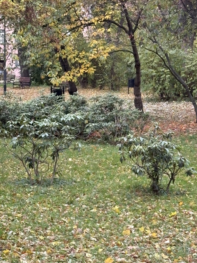zieleń miejska