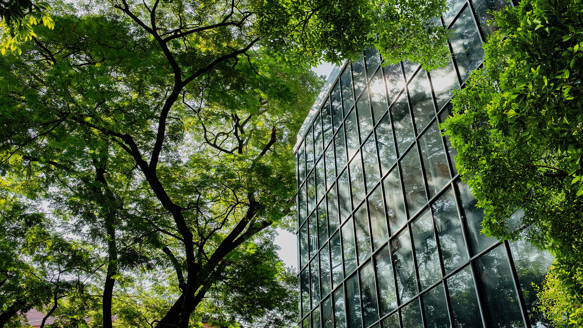 modern glass office building with big trees around it