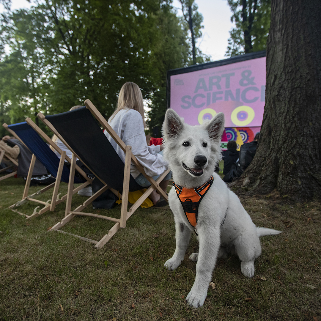 pies podczas polówki