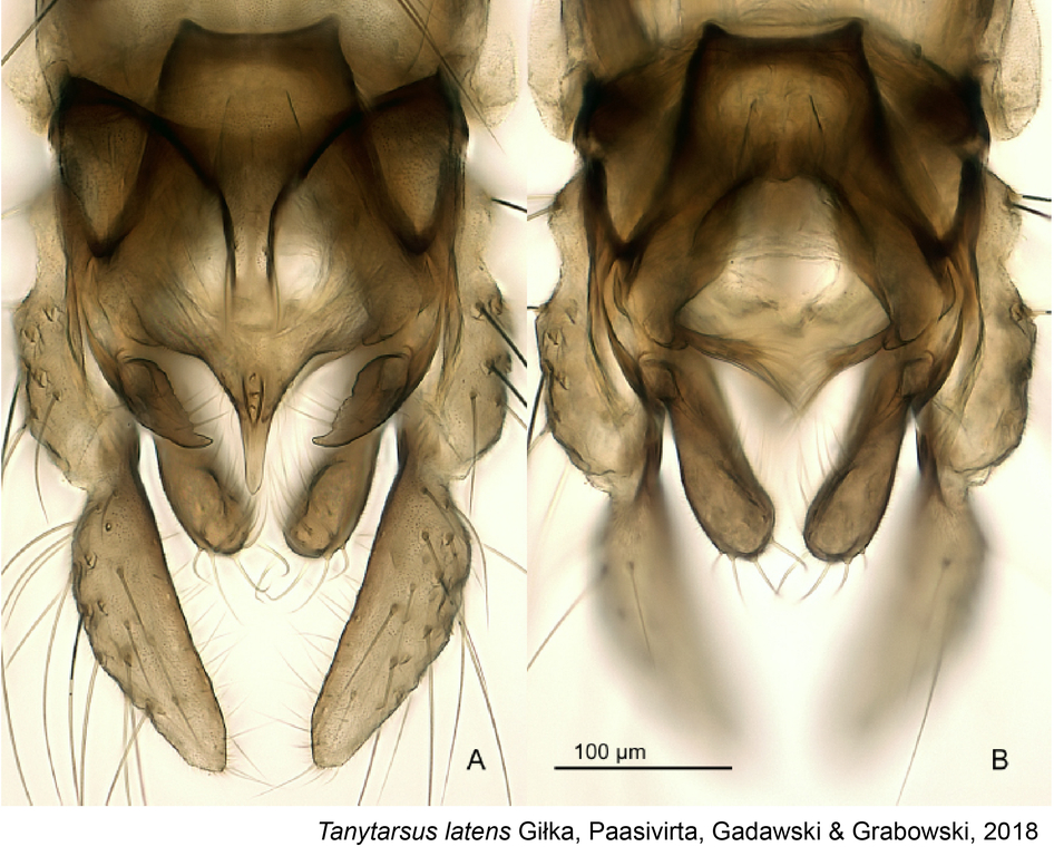 Chironomidae Tanytarsus, zdjęcie