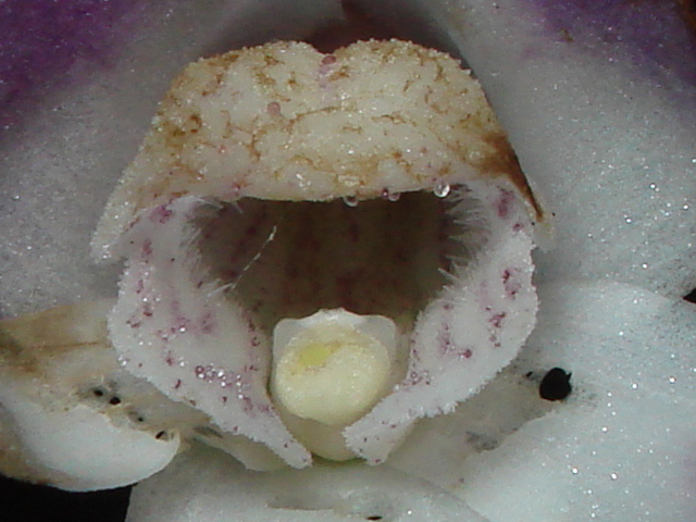 Zdjęcie warżki i prętosłupa storczyka Teuscheria falcon.