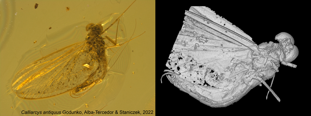 Mayfly