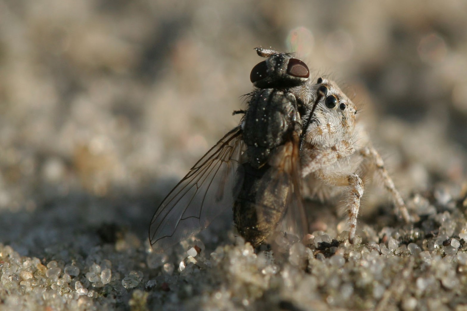 Jumping spider with prey