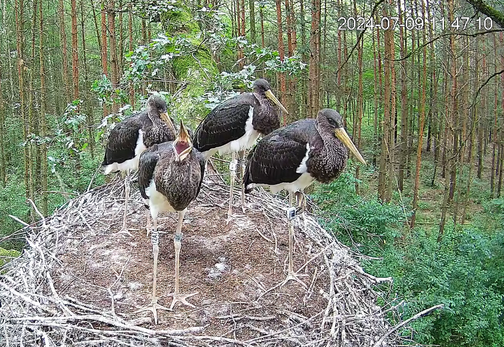 Pisklęta z gniazda obserwowanego on-line wyklute w dniach 4-6.05.2024 r.