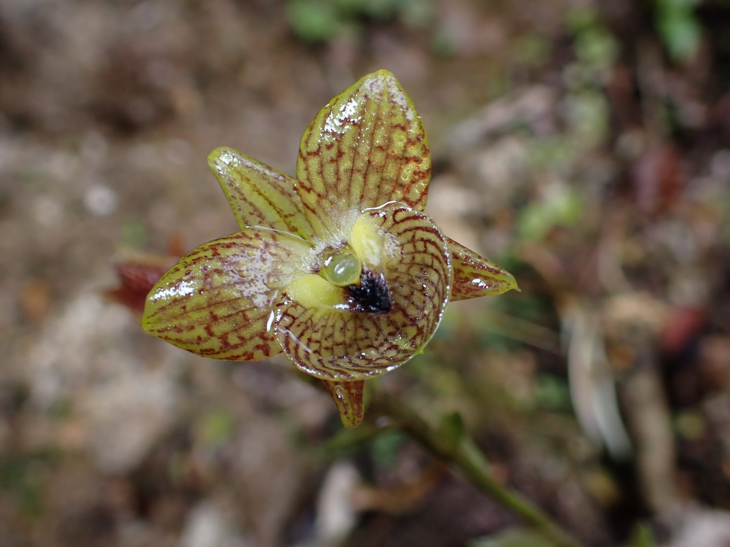 Nowo odkryty storczyk