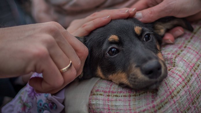 Głowa czarnego psa trzymanego na rękach i głaskanego przez 3 dłonie