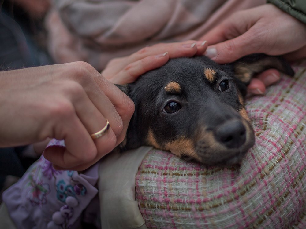 A black dog held in the arms and stroked by 3 hands