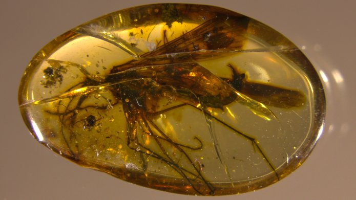 owad w bursztynie (Burmorthophlebia)