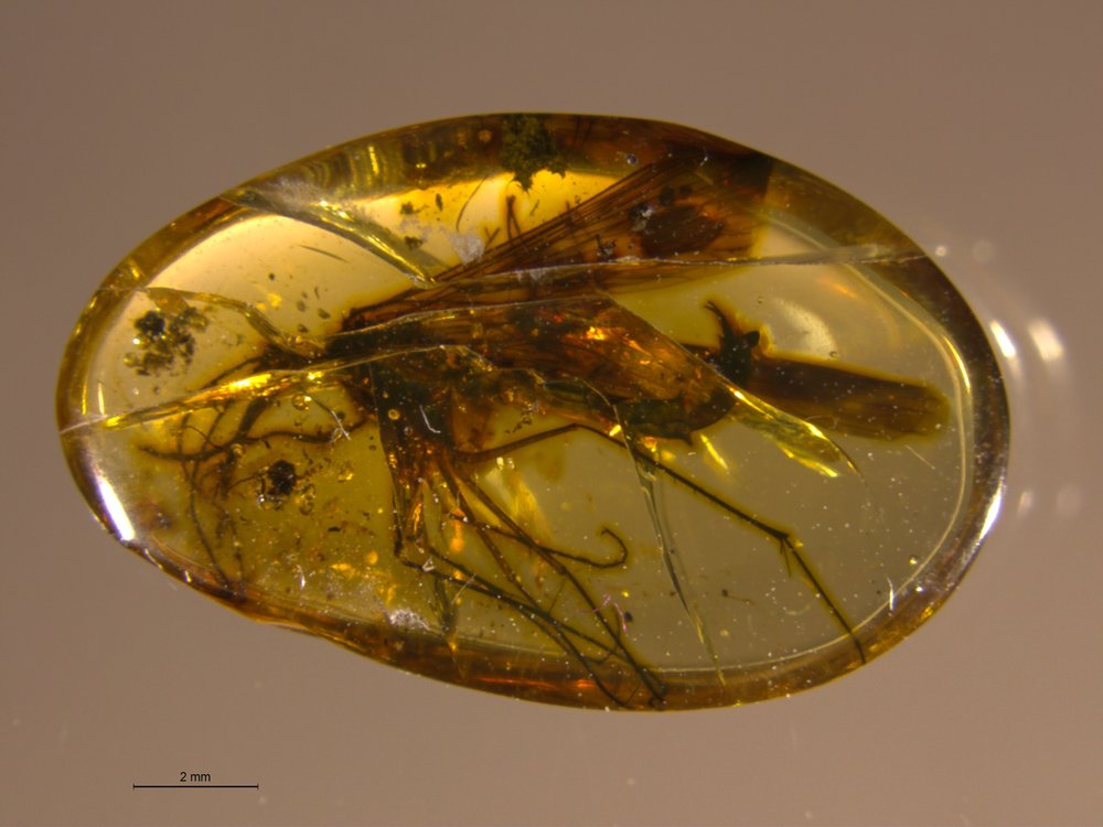 owad w bursztynie (Burmorthophlebia)