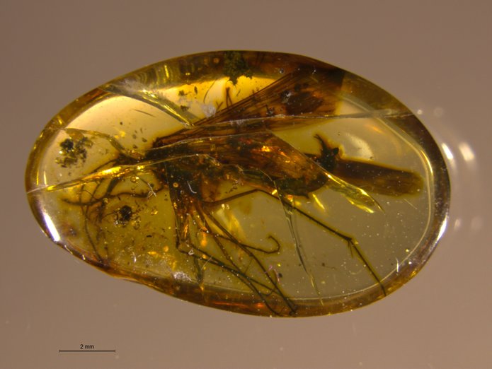 owad w bursztynie (Burmorthophlebia)