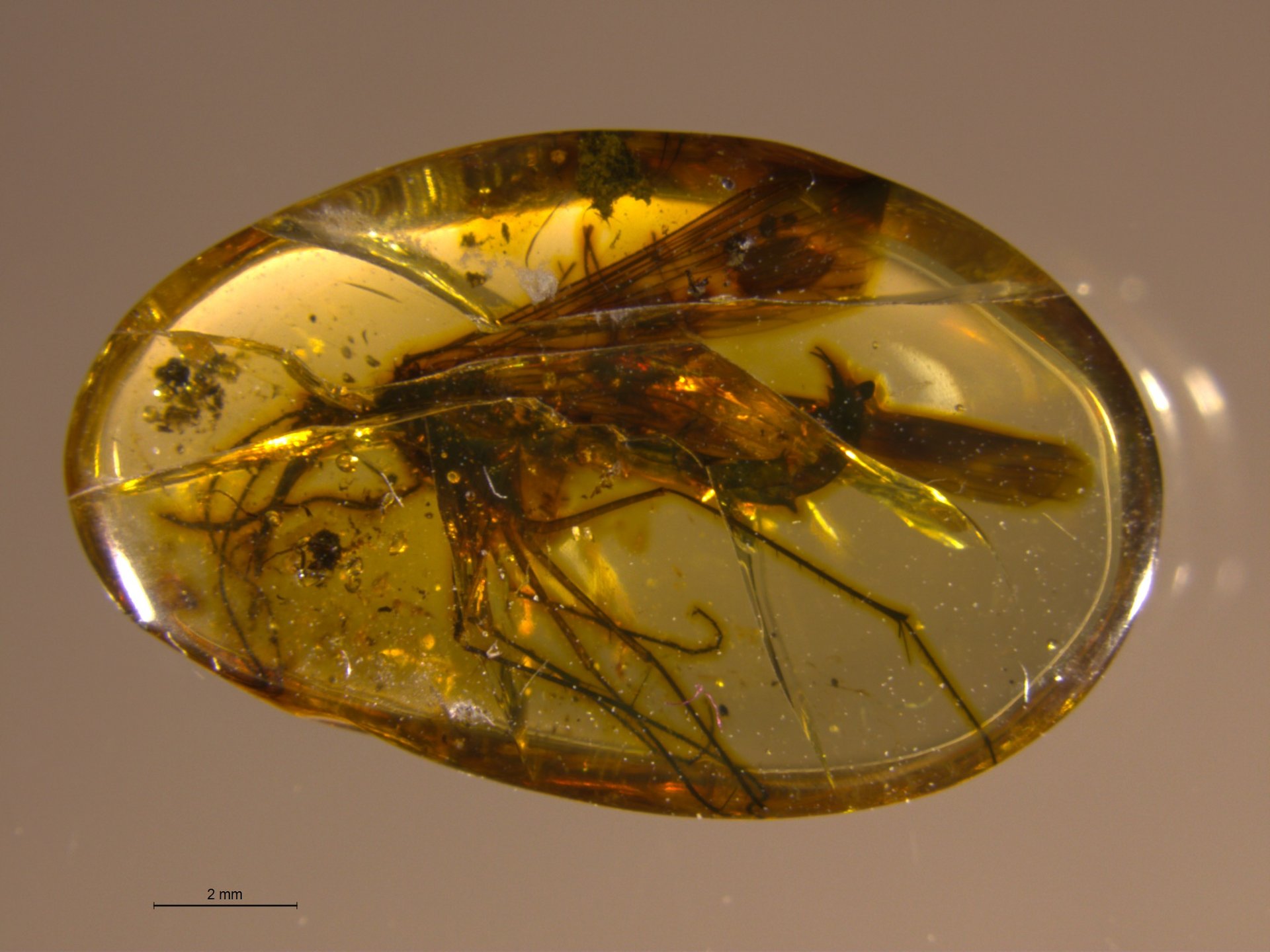 insect encased in amber (Burmorthophlebia)