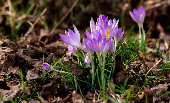 Zdjęcie rozkwitających krokusów