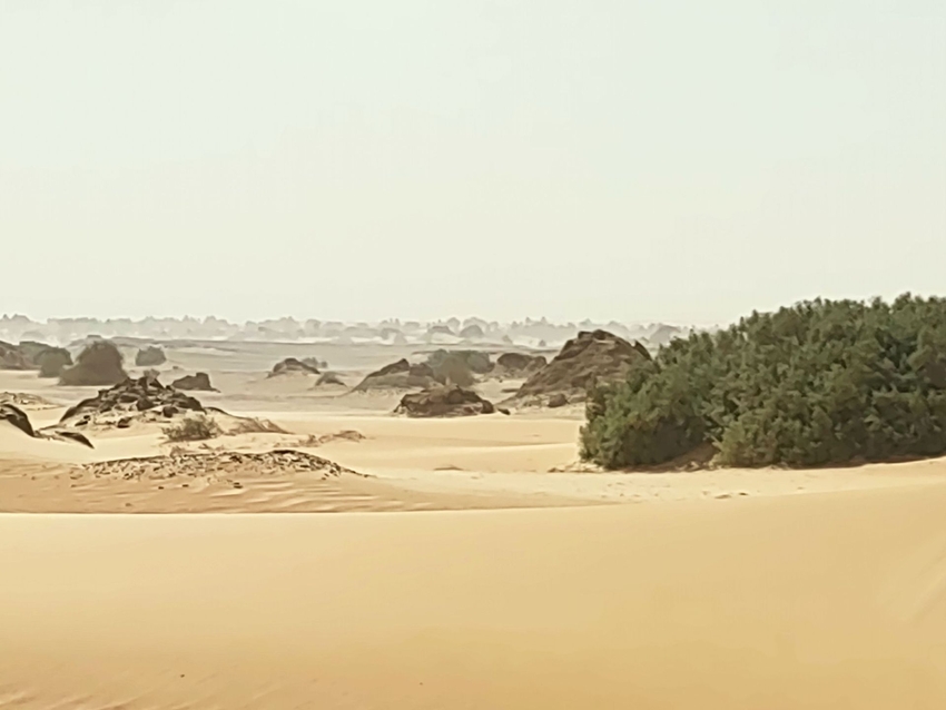 Żywe i martwe (zerodowane przez wiatr) tarboole; na horyzoncie widoczna nadchodząca burza piaskowa (fot. M. Ruszkiewicz-Michalska)