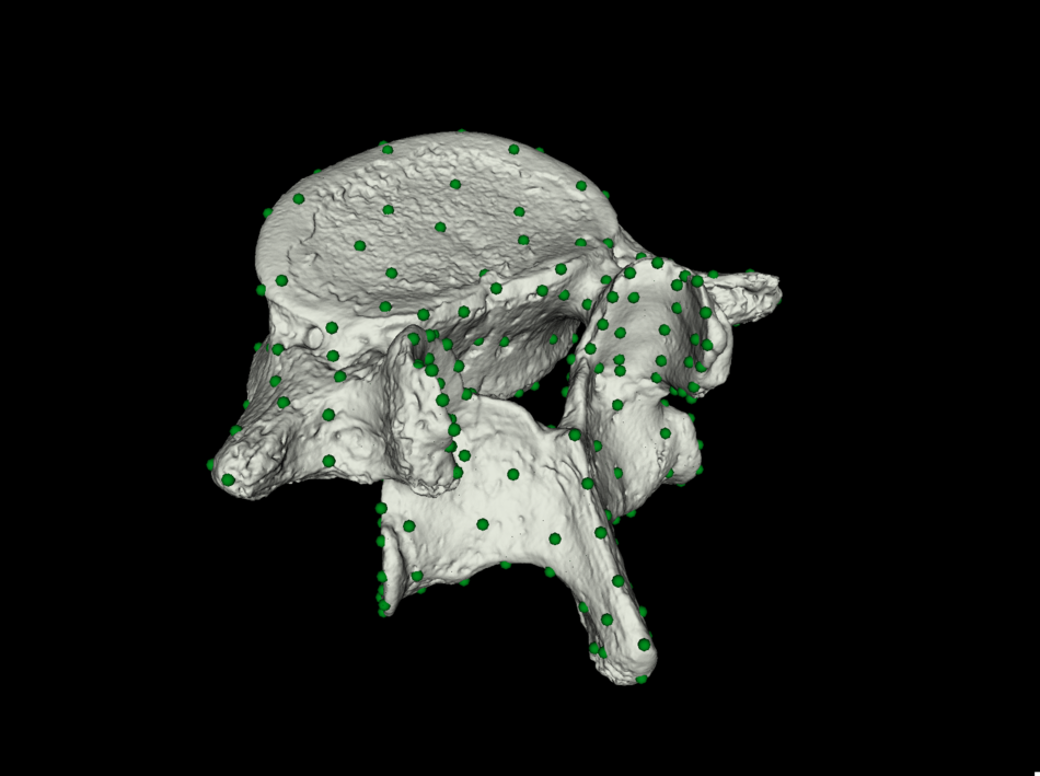 A 3D scan of a lumbar vertebra with markers (the so-called landmarks) applied to it to examine changes in shape