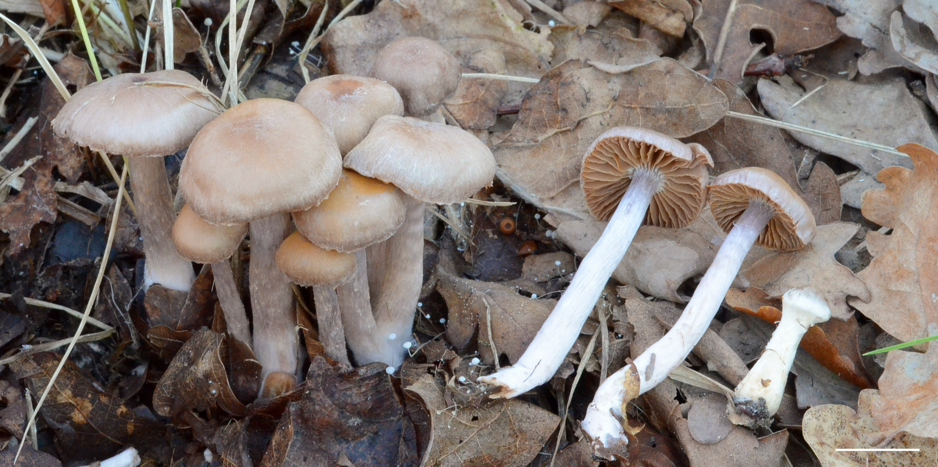 Nowy gatunek grzyba (Cortinarius quercoflocculosus Kałucka & Liimat.) opisany przez dr hab. Izabelę Kałucką, prof. UŁ, w 2021 ze zwałowiska Góra Kamieńska koło Bełchatowa.