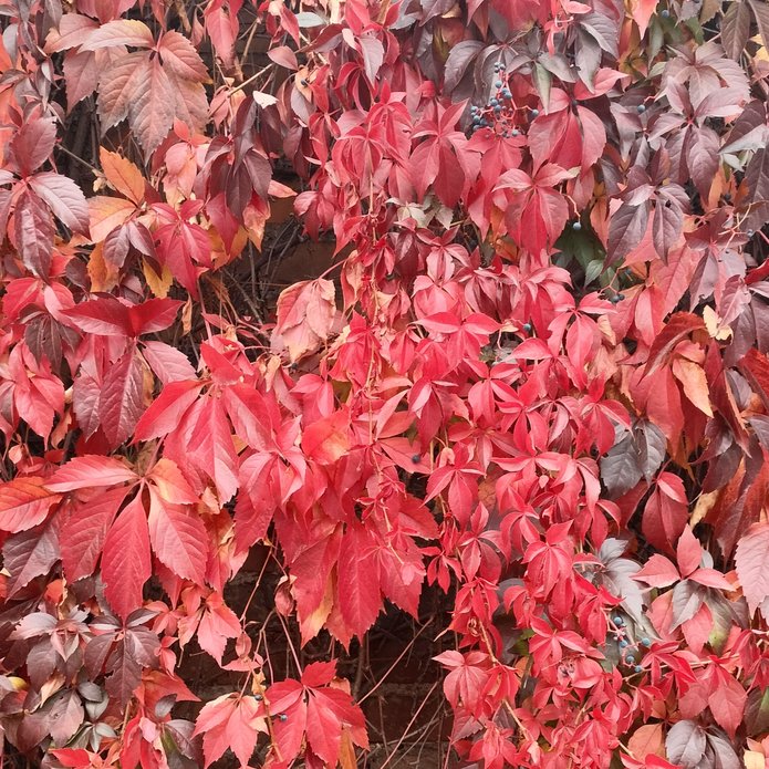 Czerwone liście winobluszczu