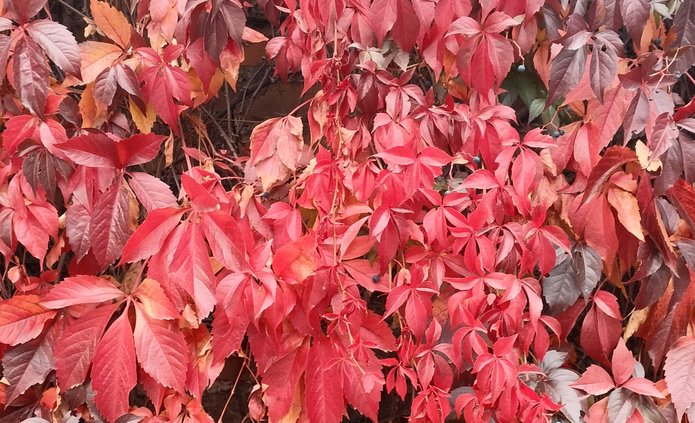 Czerwone liście winobluszczu