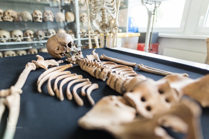  a human skeleton on a table in a lab