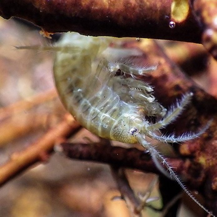 a photo of Amphipod Crustacean (Gammarus genus)