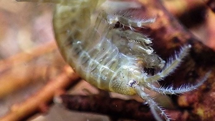 Skorupiak obunogi z rodzaju Gammarus zdjęcie