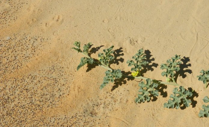 "Kwitnąca pustynia" (fot. J. Śmiełowski)