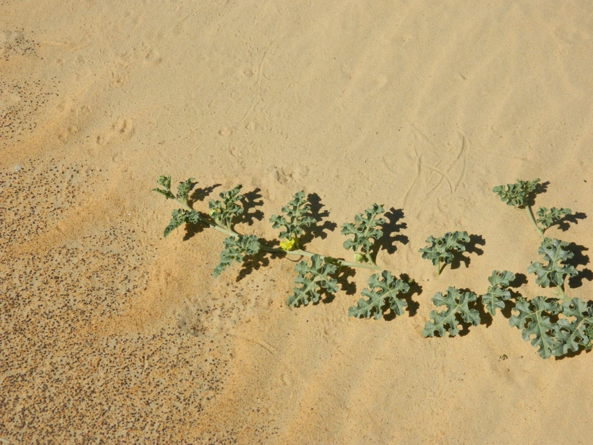 "Kwitnąca pustynia" [Blooming desert] (photo: J. Śmiełowski)