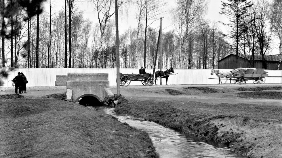 An archival photo of the Bałutka river against the background of a birch forest