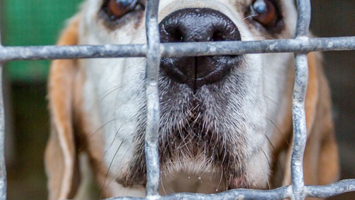 Pies stojący za kratami ogrodzenia