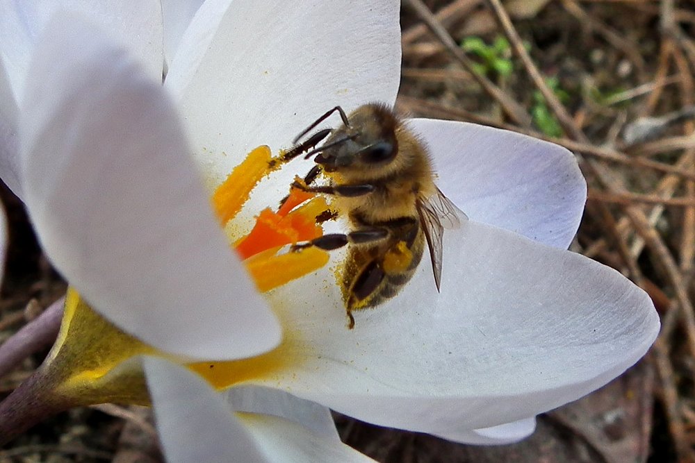 Pszczoła na kwiacie