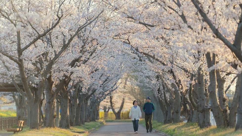 [Translate to English:] Ludzie idący aleją kwitnących wiśni