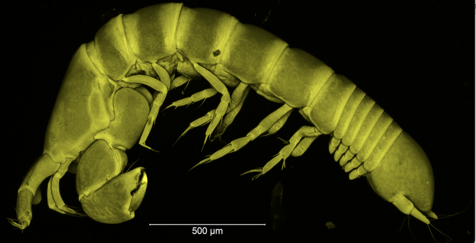 Tanaidacea Tanaidacea