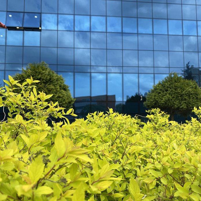 Zielone rośliny, w tle fasada nowego budynku BUŁ.