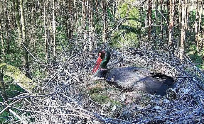 a black stork