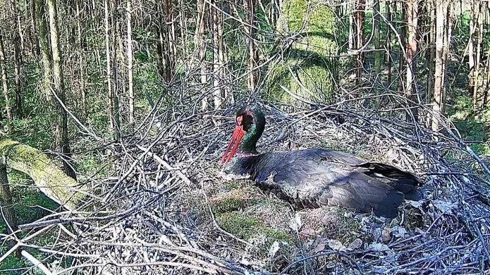 a black stork