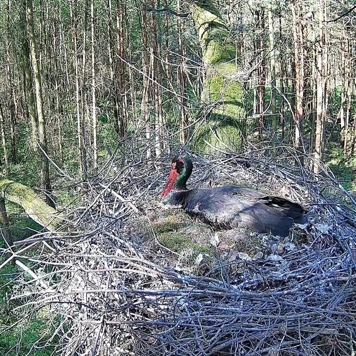 a black stork