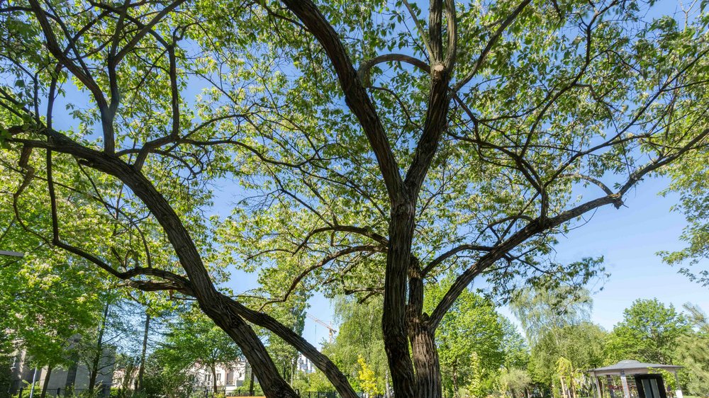 Korona drzewa wiosną