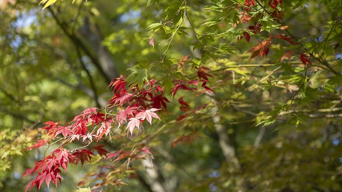 Przyroda jesienią w Arboretum w Rogowie