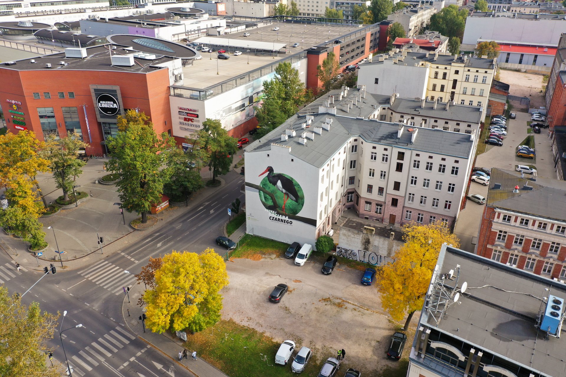 Mural Bocian Czarny z drona