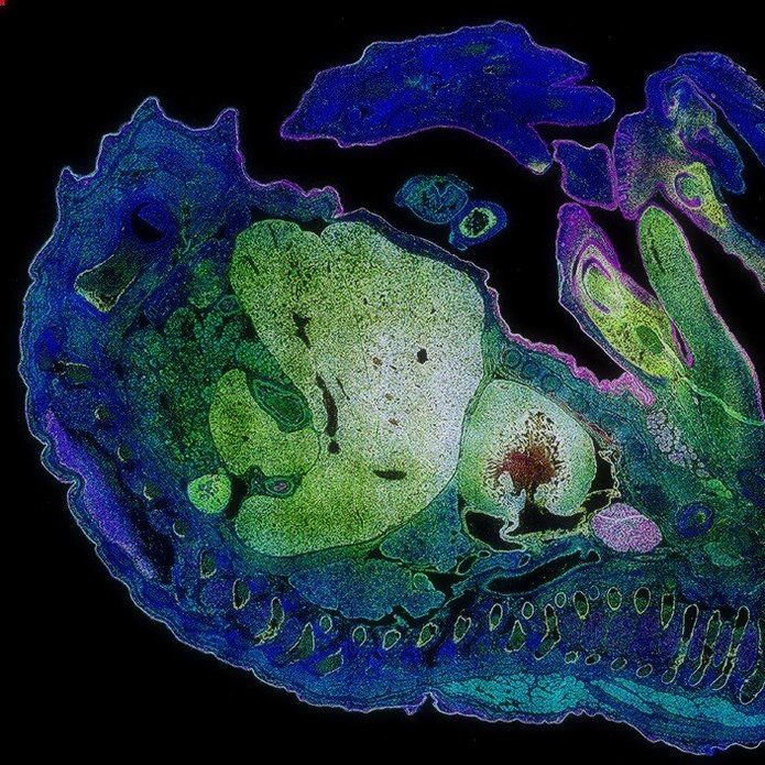 Zdjęcie przekroju zarodka myszy