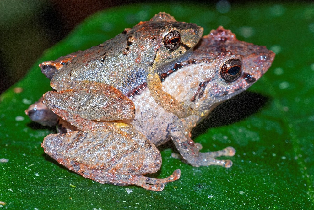 Pristimantis koki frog sitting on the back of another frog of the same species