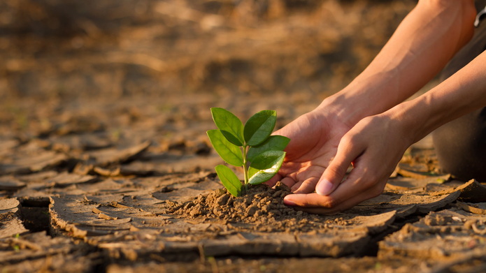 A young plant just after having been planted